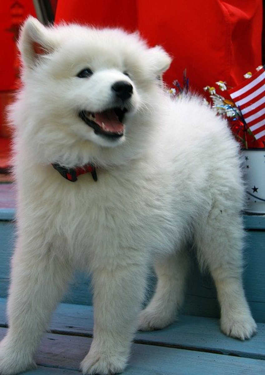 Китайская белая собака