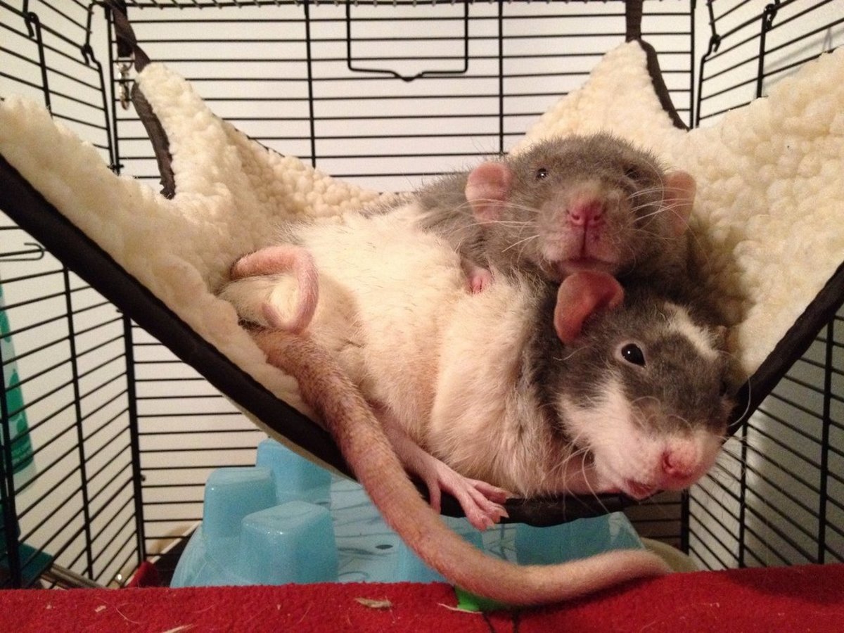 These two rex coated rats are lounging and basking in one another's company! Rats are friendly creatures and need ratty friends to avoid loneliness.