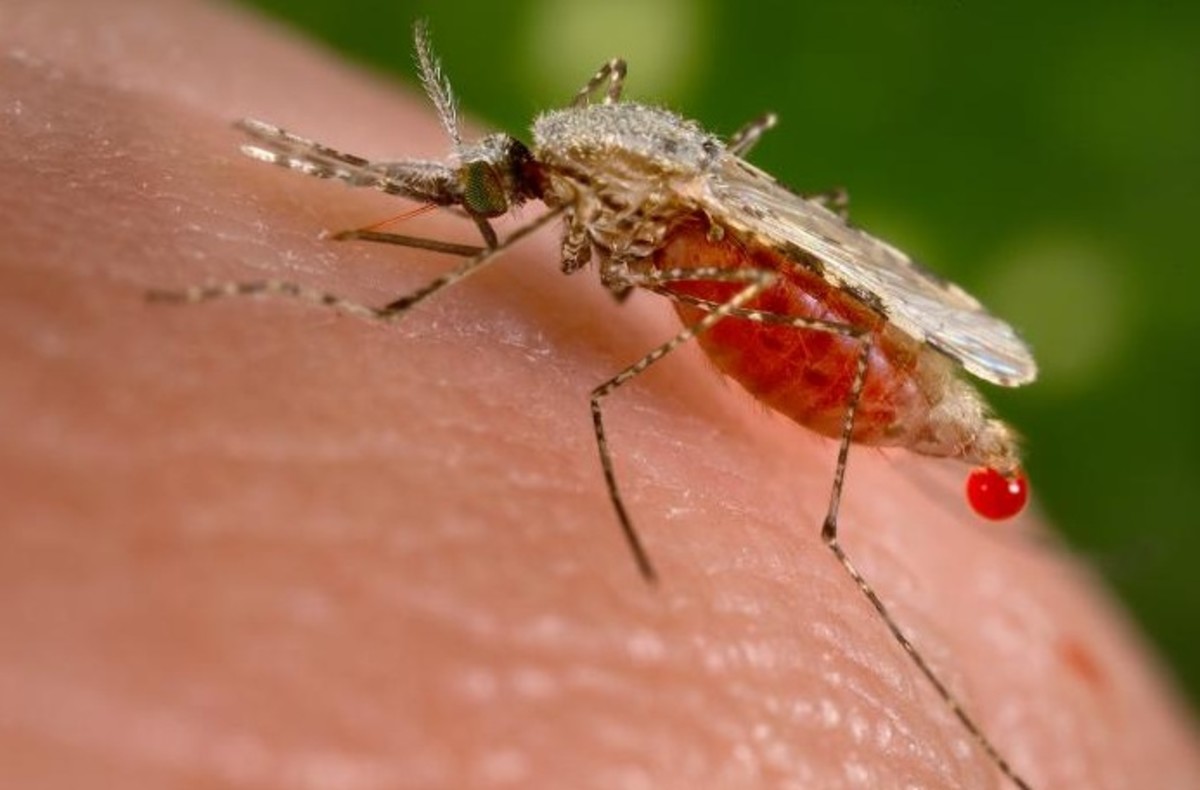 A female mosquito feeds until its abdomen is engorged with blood, then withdraws its proboscis and flies away.