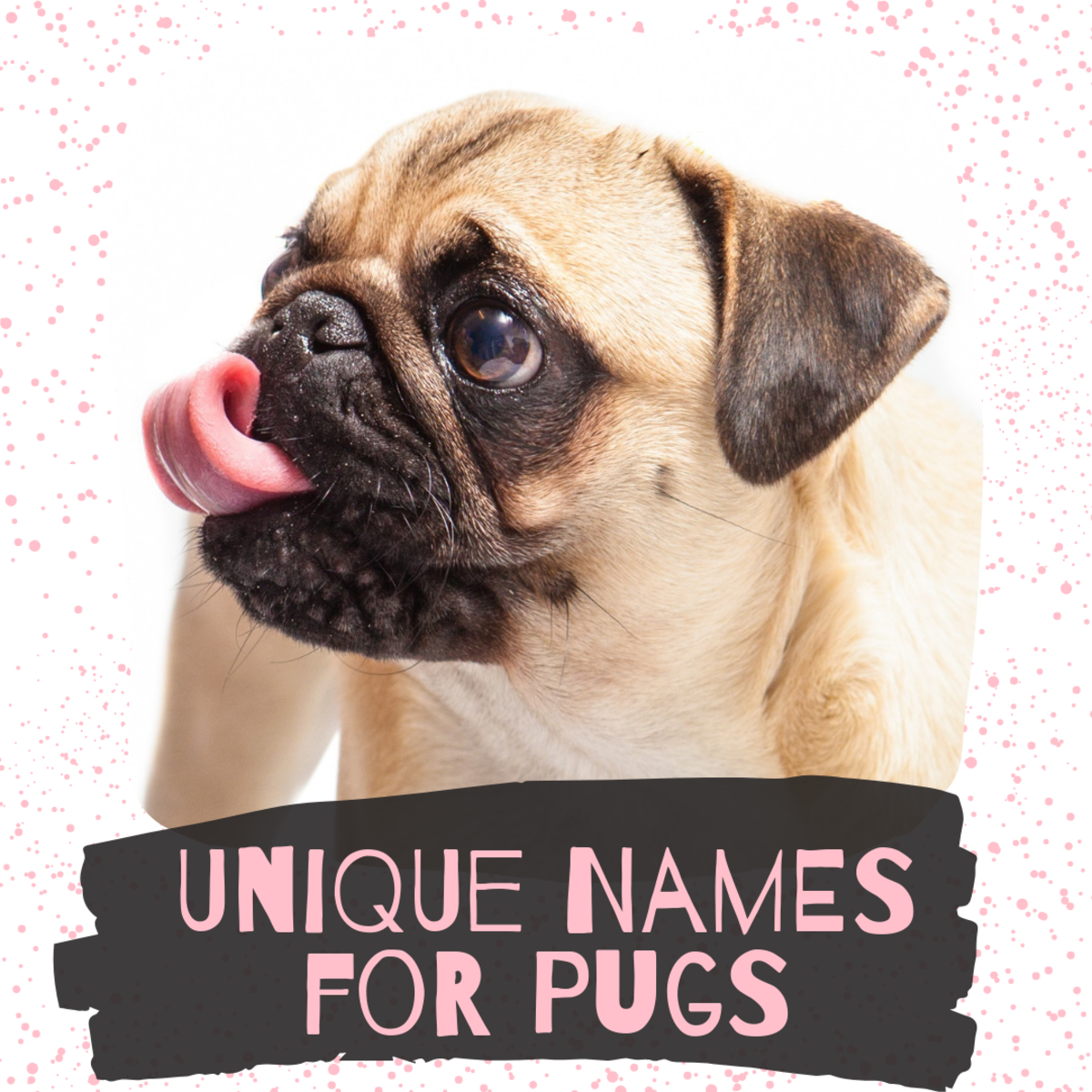 Struggling to find a great name for your new Pug puppy? Look no further!