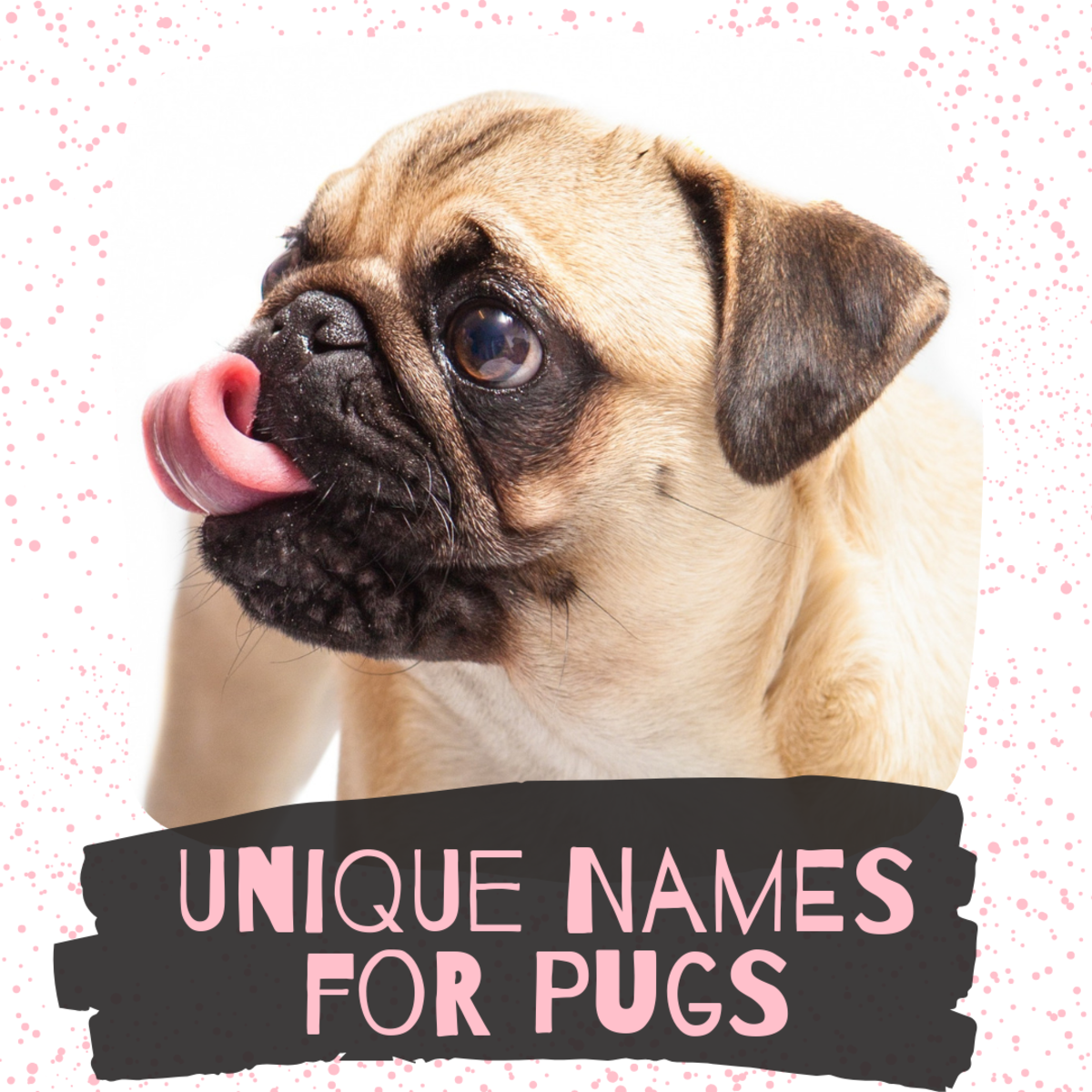 Unique Dog Names For A Pug PetHelpful