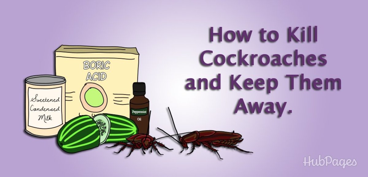 3 Steps to Prevent Kitchen Cockroach Eggs