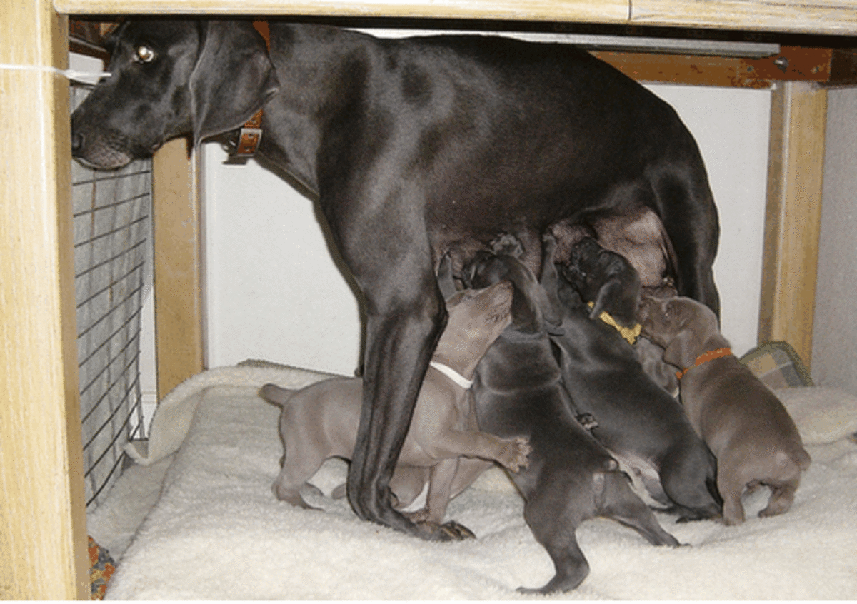 Dog not shop producing enough milk