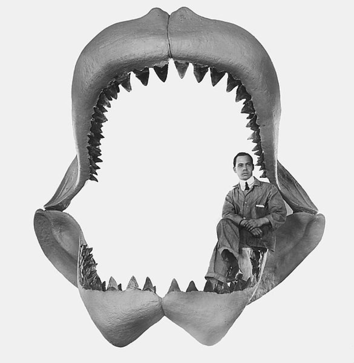 Early reconstruction of Megalodon jaws.