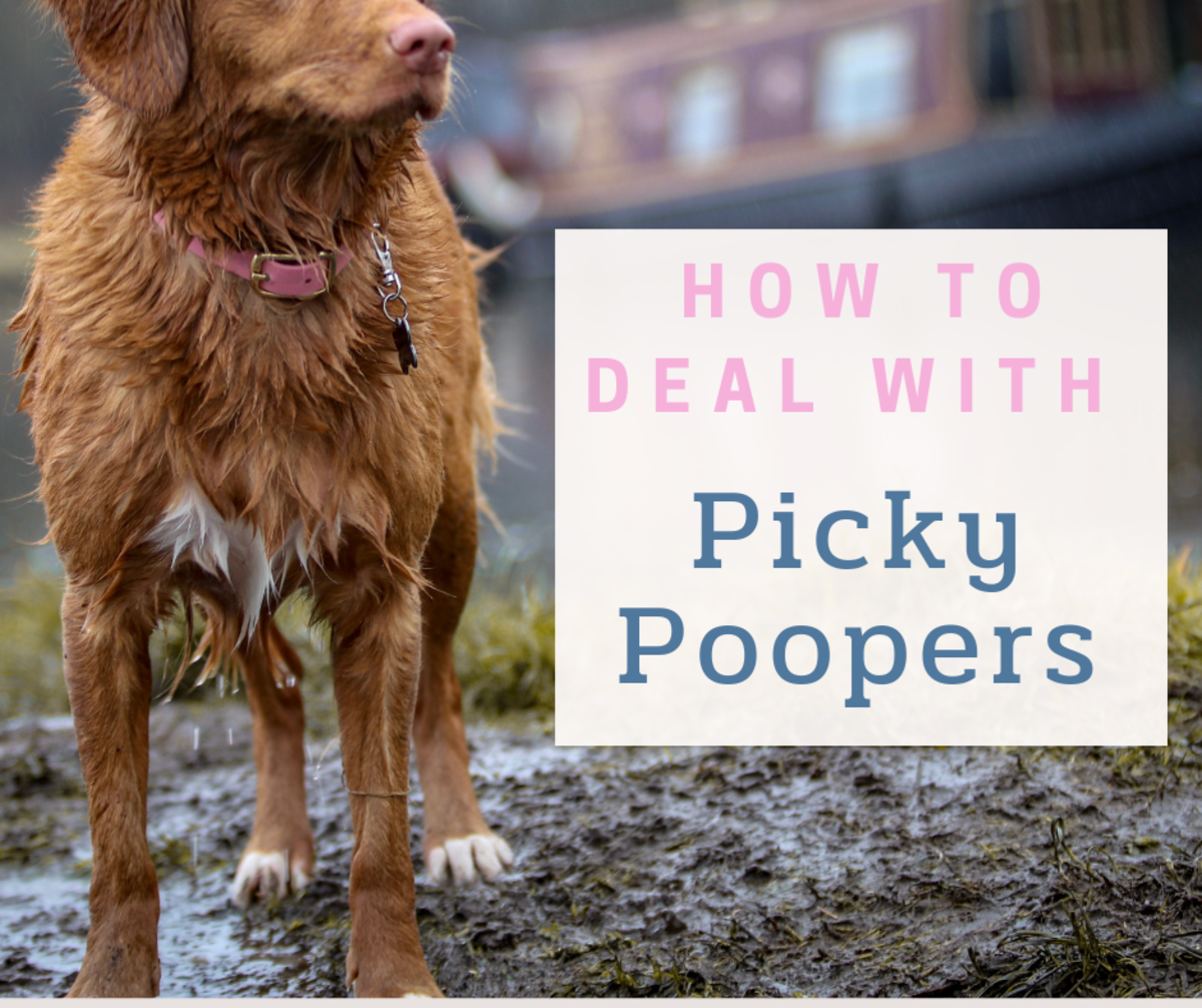 Is your pup a picky pooper? Here's what you can do about it. 