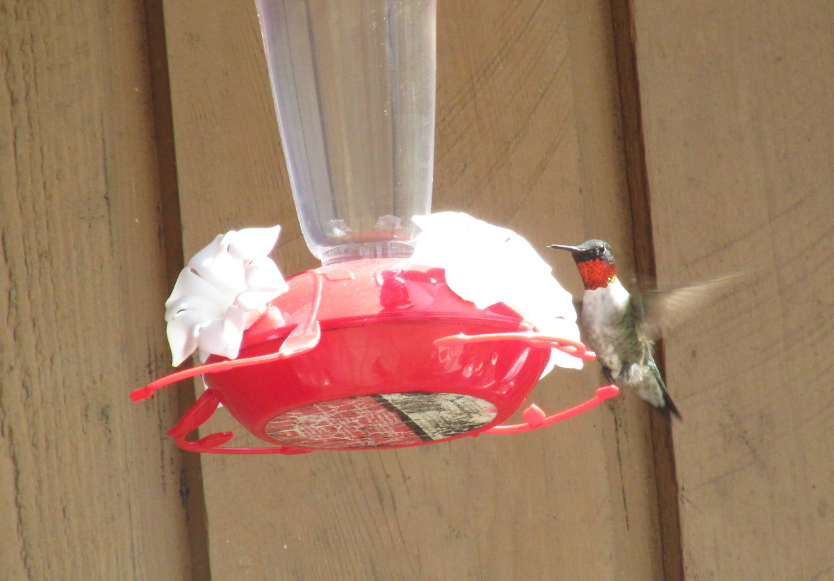 Male Ruby-Throated Hummingbird enjoying a full nectar feeder.