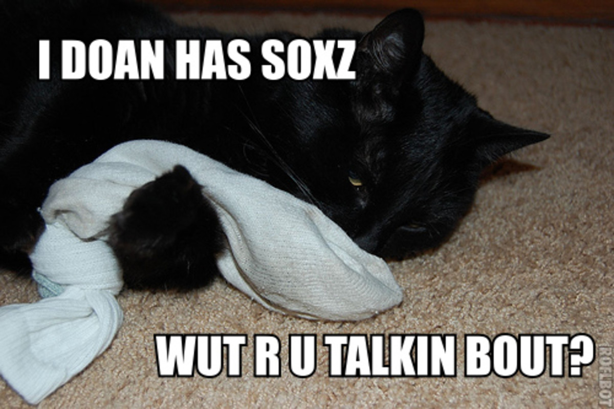 LOLCats are a very common internet meme.