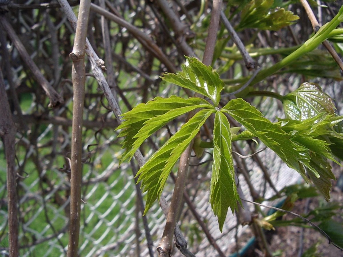 Virginia Creeper Identification