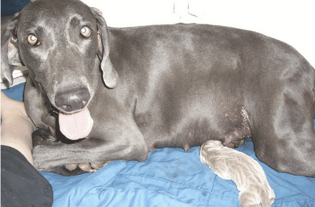 A panting dog after giving birth.