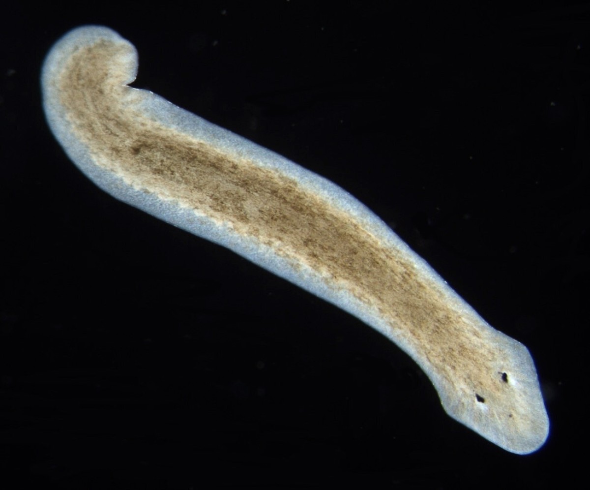 Planarians and Regeneration: Facts and Possible Applications