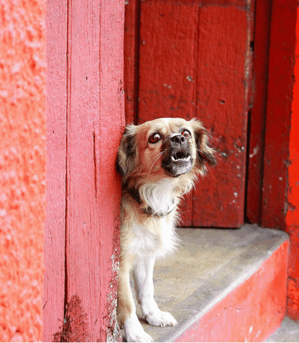 Dog reactive towards guests, doorbells, and knocking