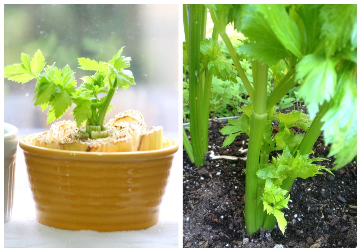 How to Grow Celery From a Stalk