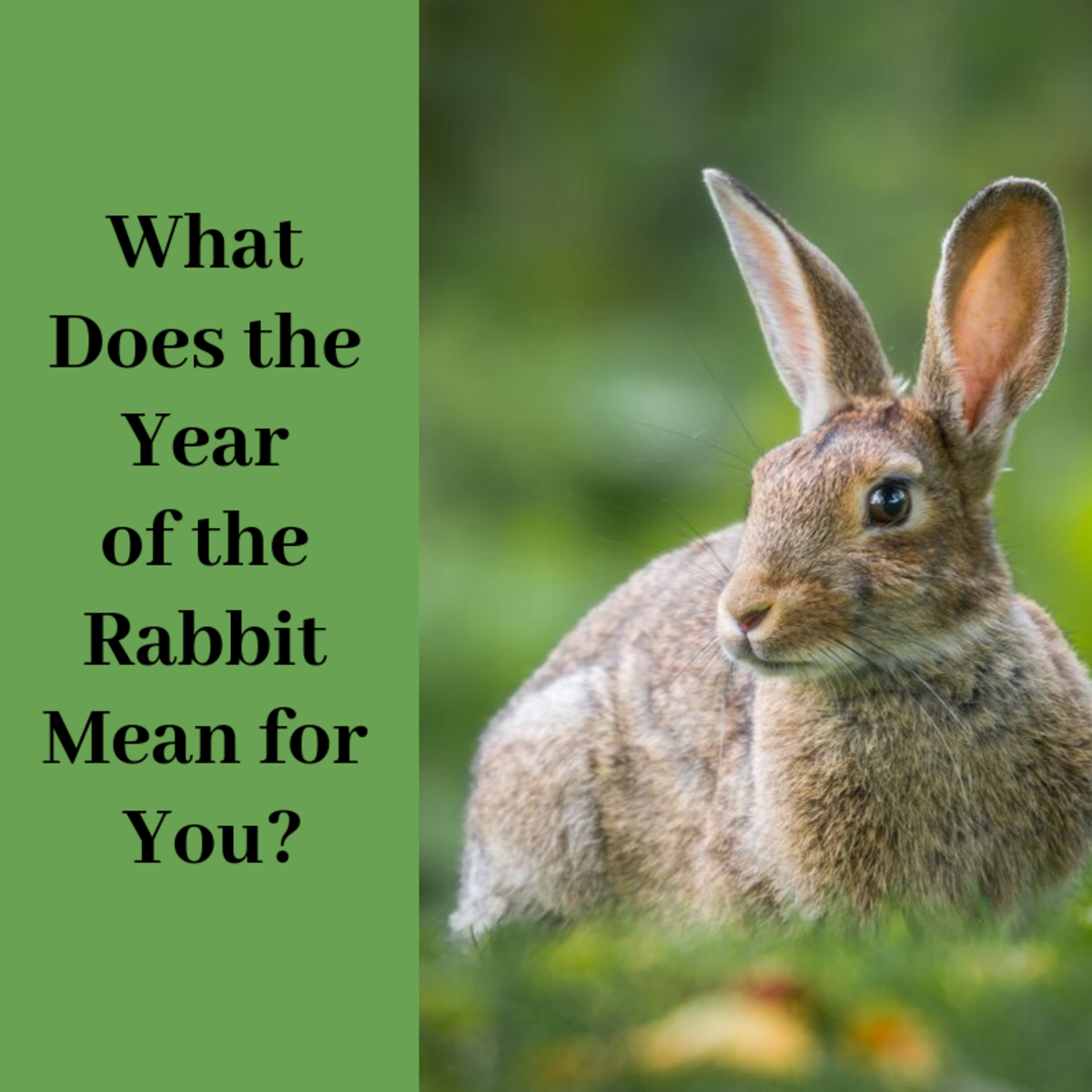 Find out what the Year of the Rabbit means for you?