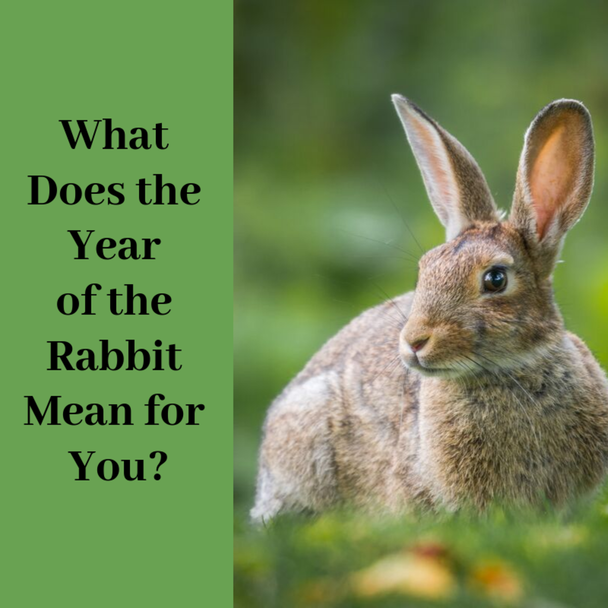 What Does The Year Of The Rabbit Mean For You Holidappy