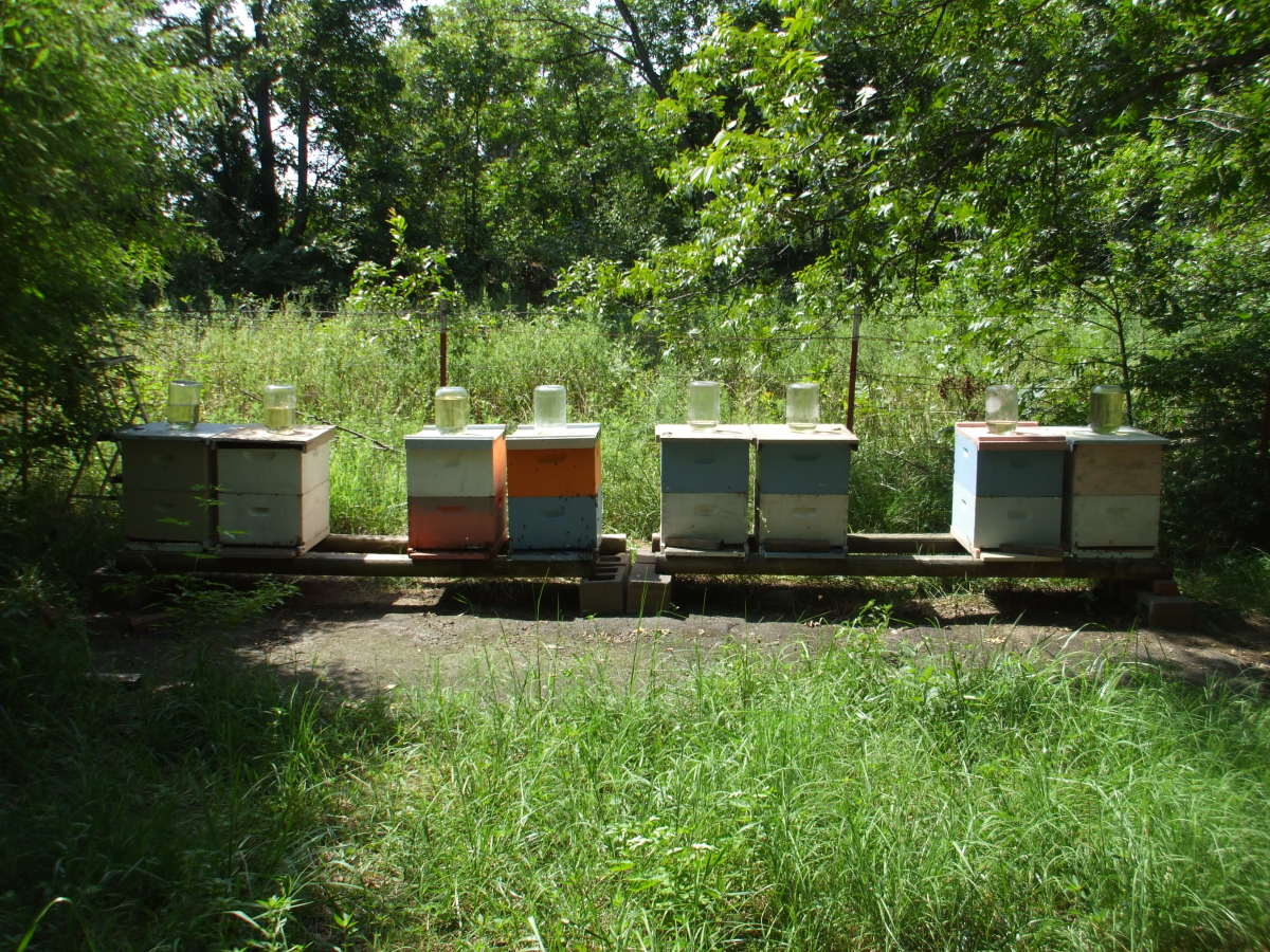 7 Benefits of Making Fall Splits to Bee Hives