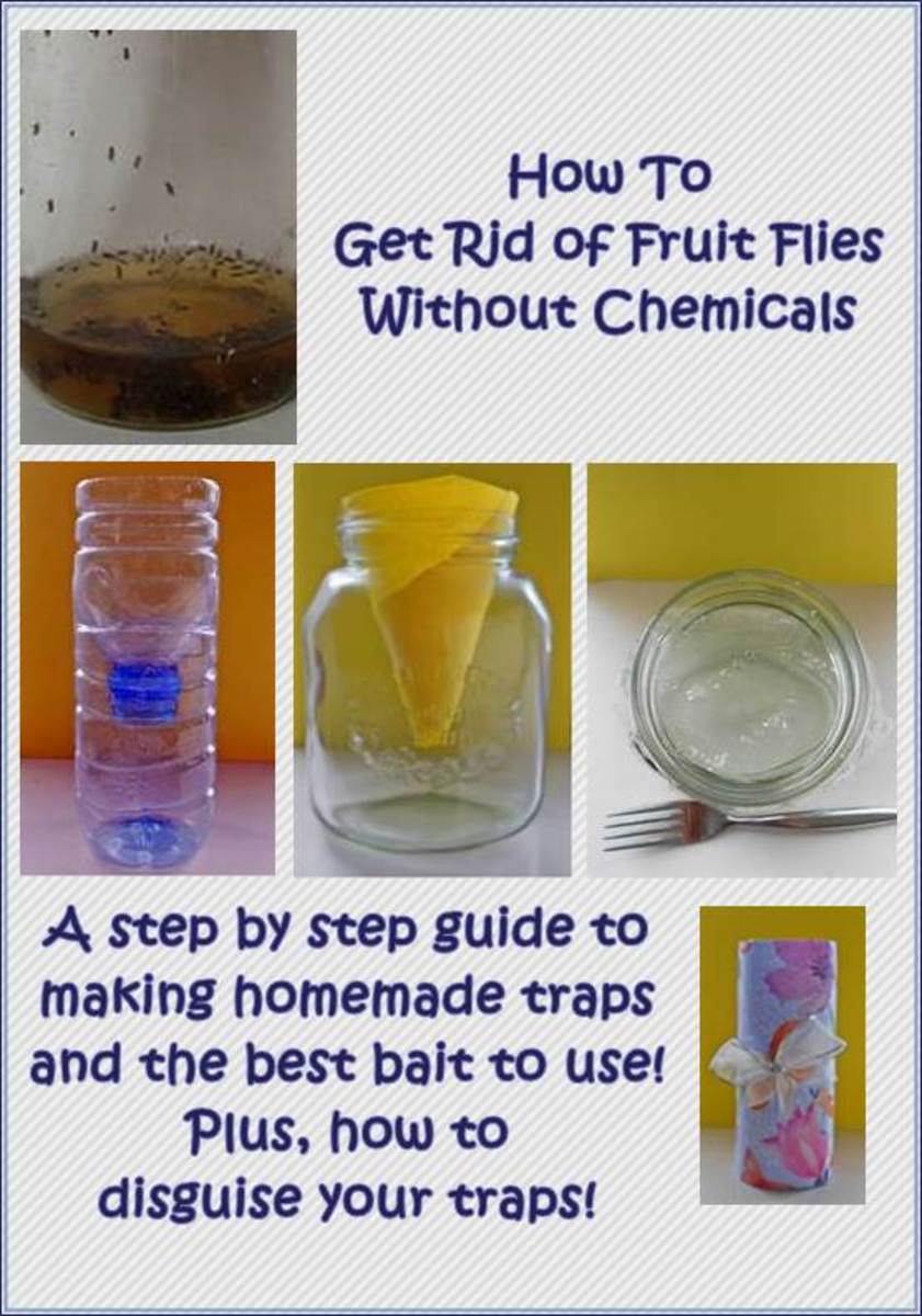 How to Get Rid of Fruit Flies?