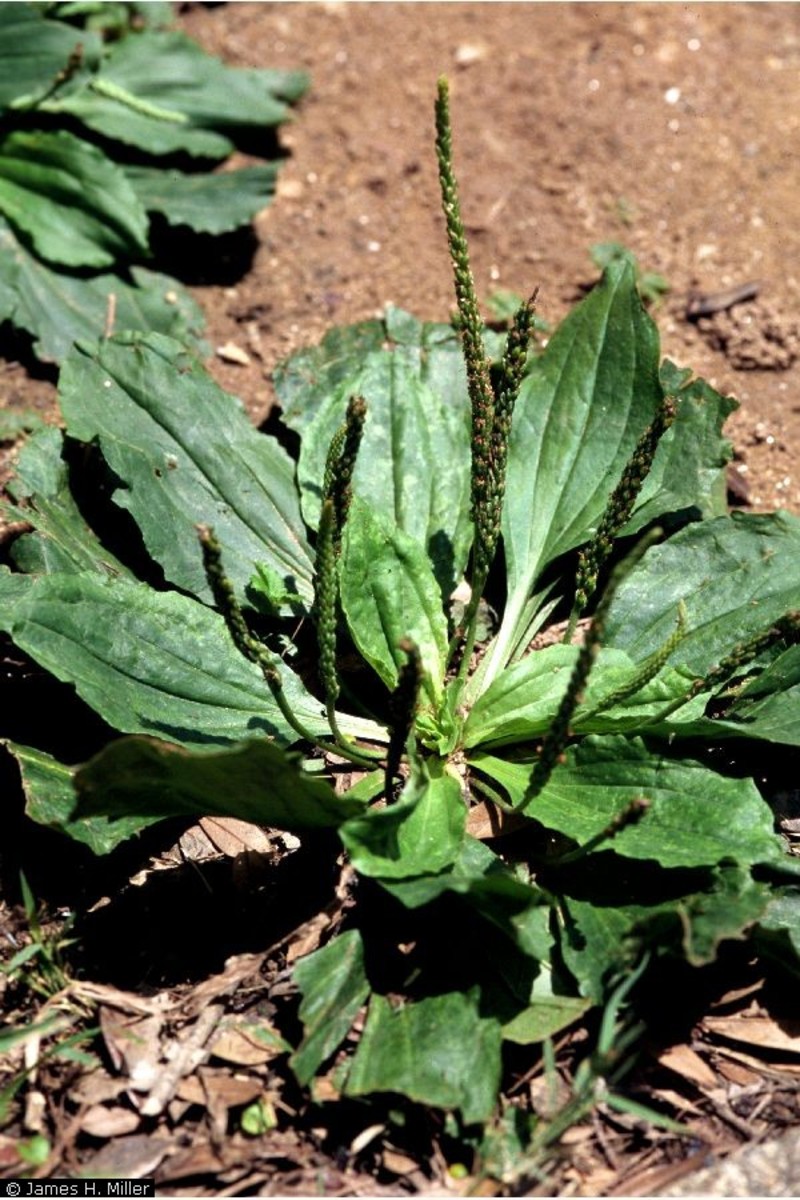 Plantain: One of the Top 10 Herbs for Staying Healthy