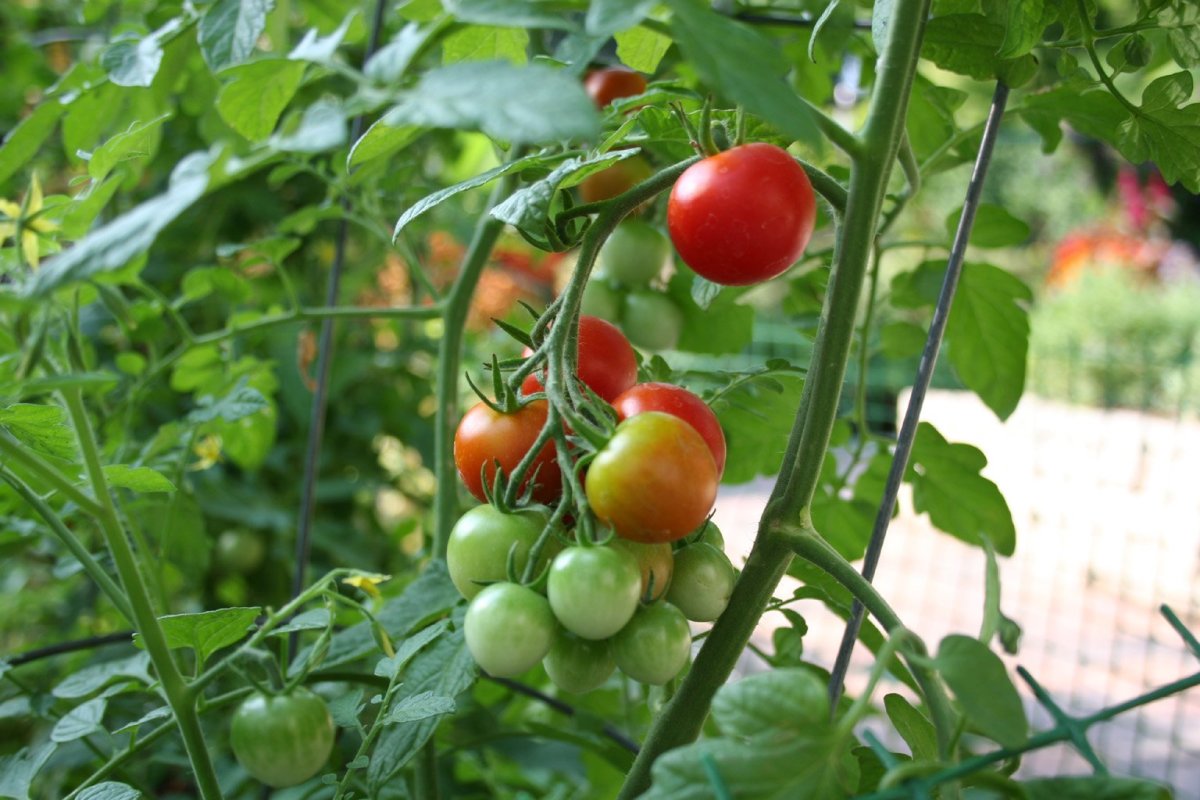 How to Grow Tomato Plants