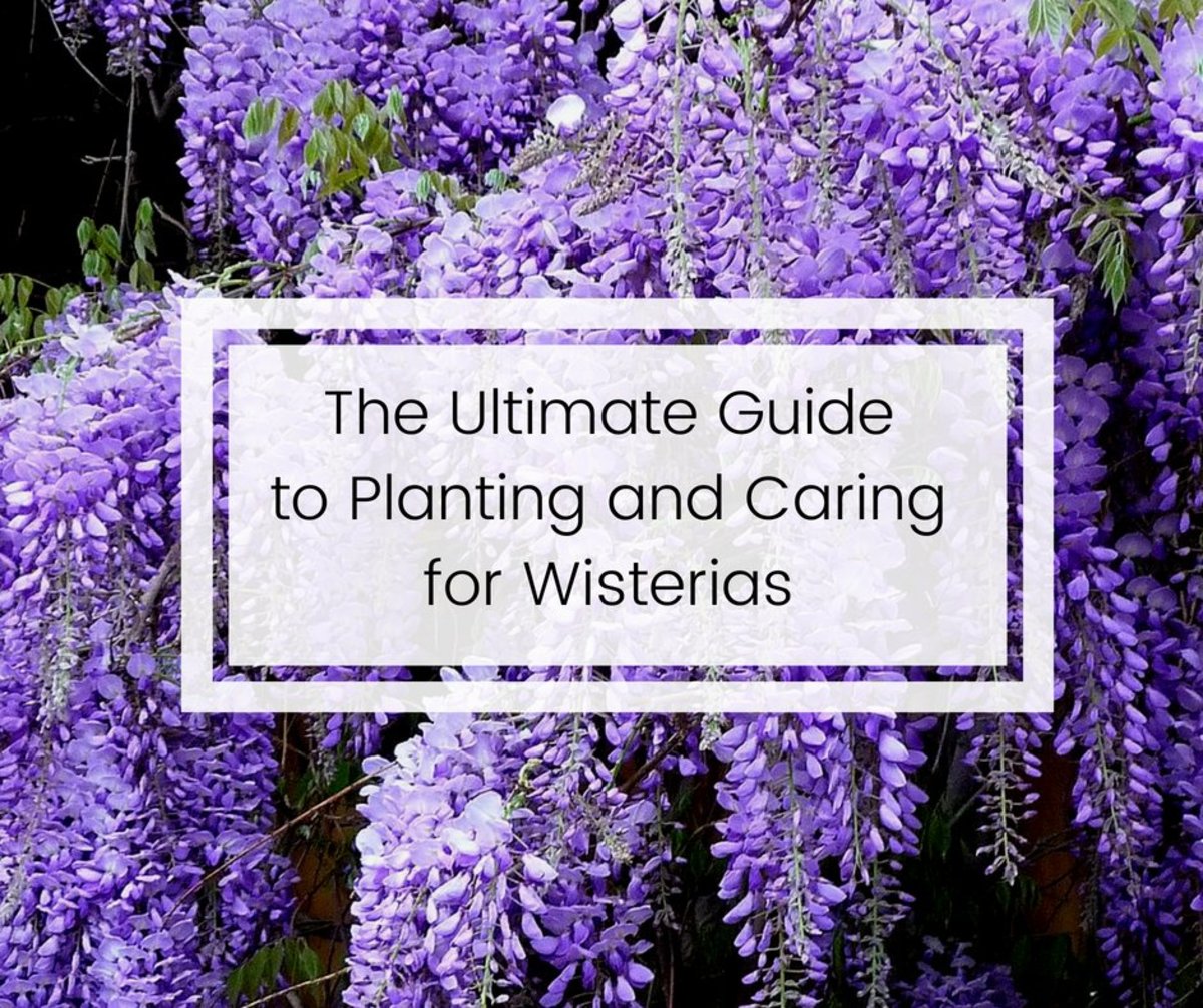 How to Plant, Prune, and Care for Wisterias