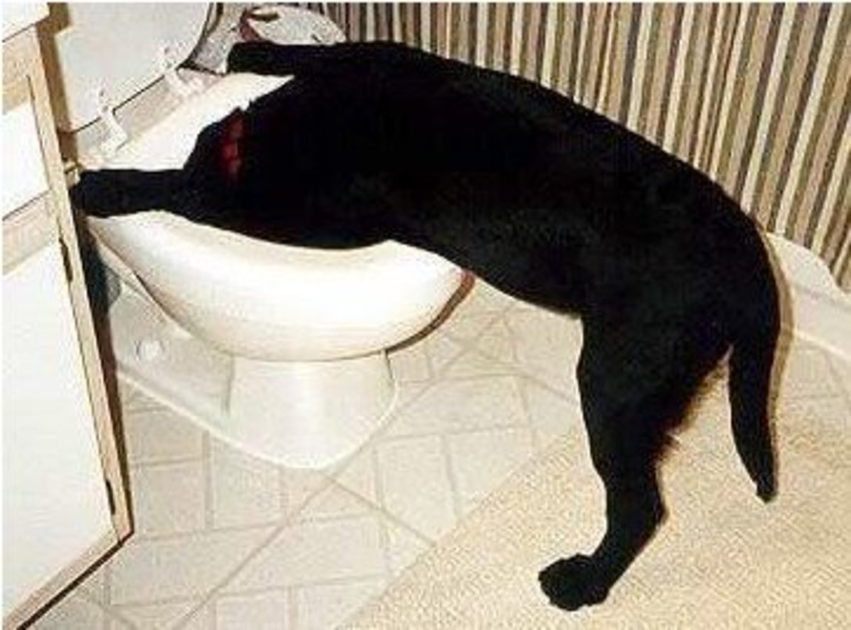 Why is my dog vomiting bile?