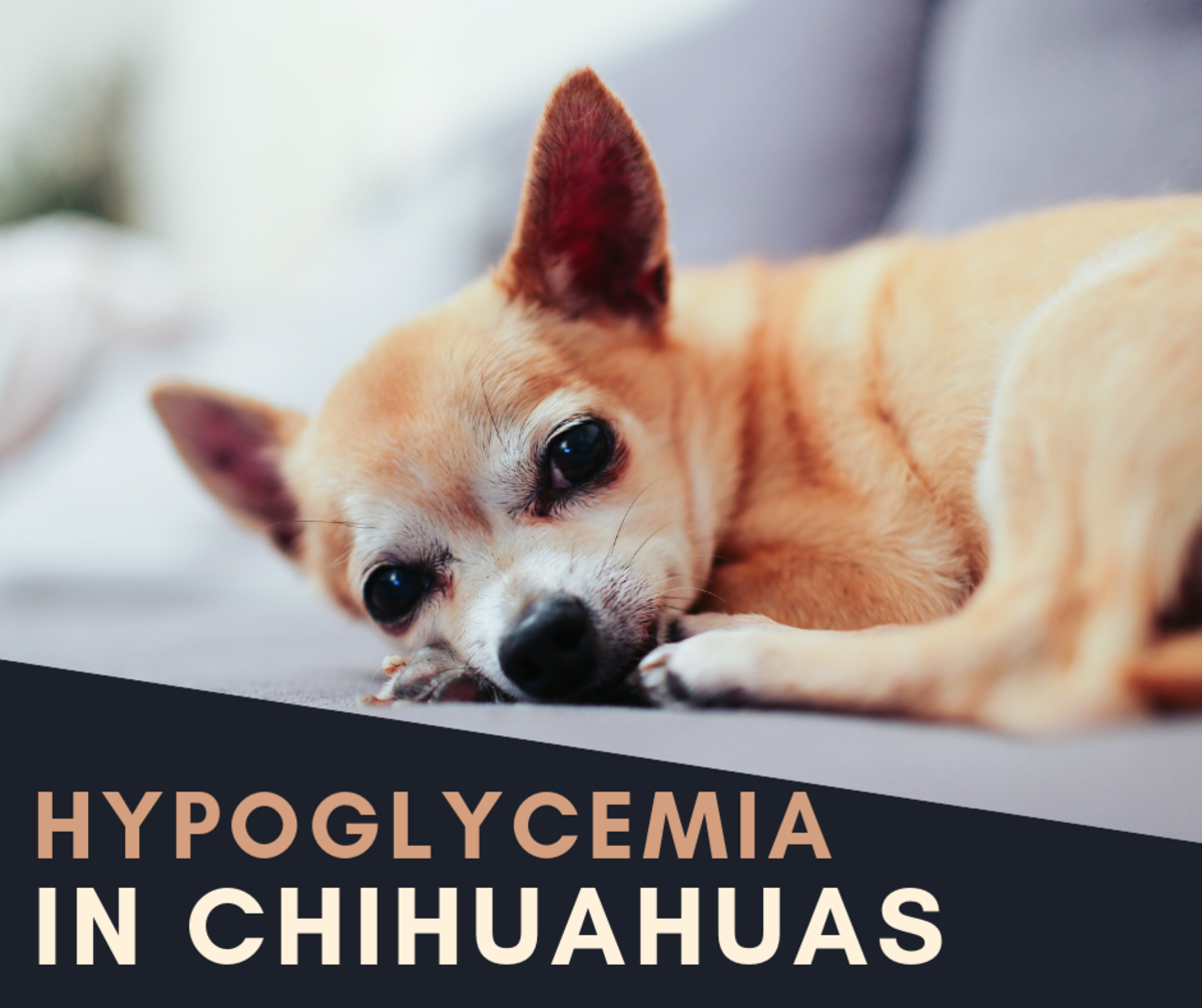 Chihuahua Blood Sugar Problems