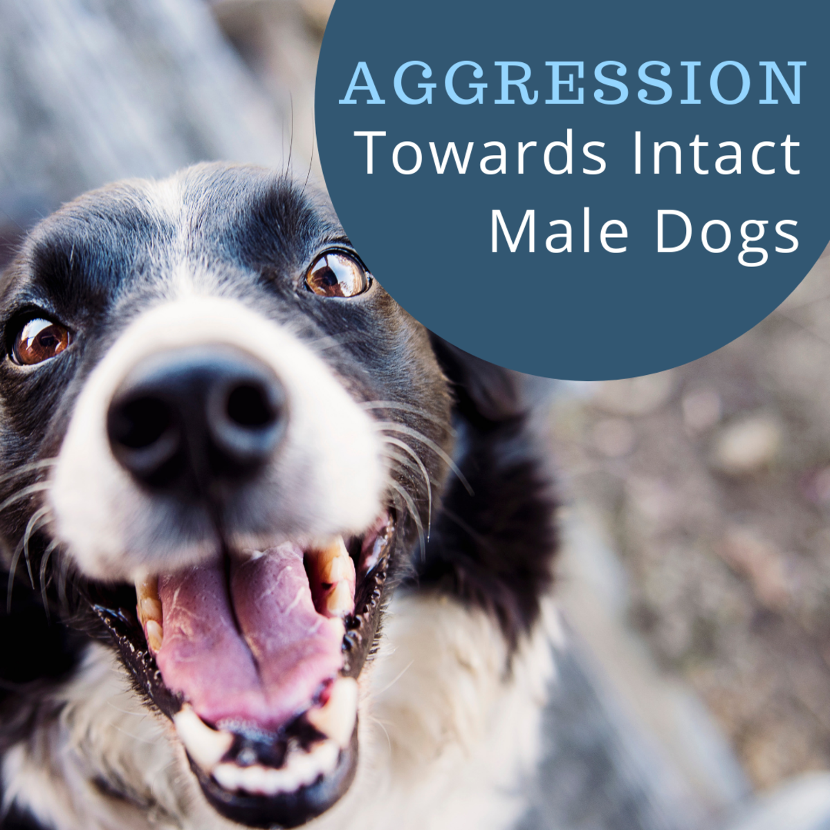 Aggression towards intact male dogs.