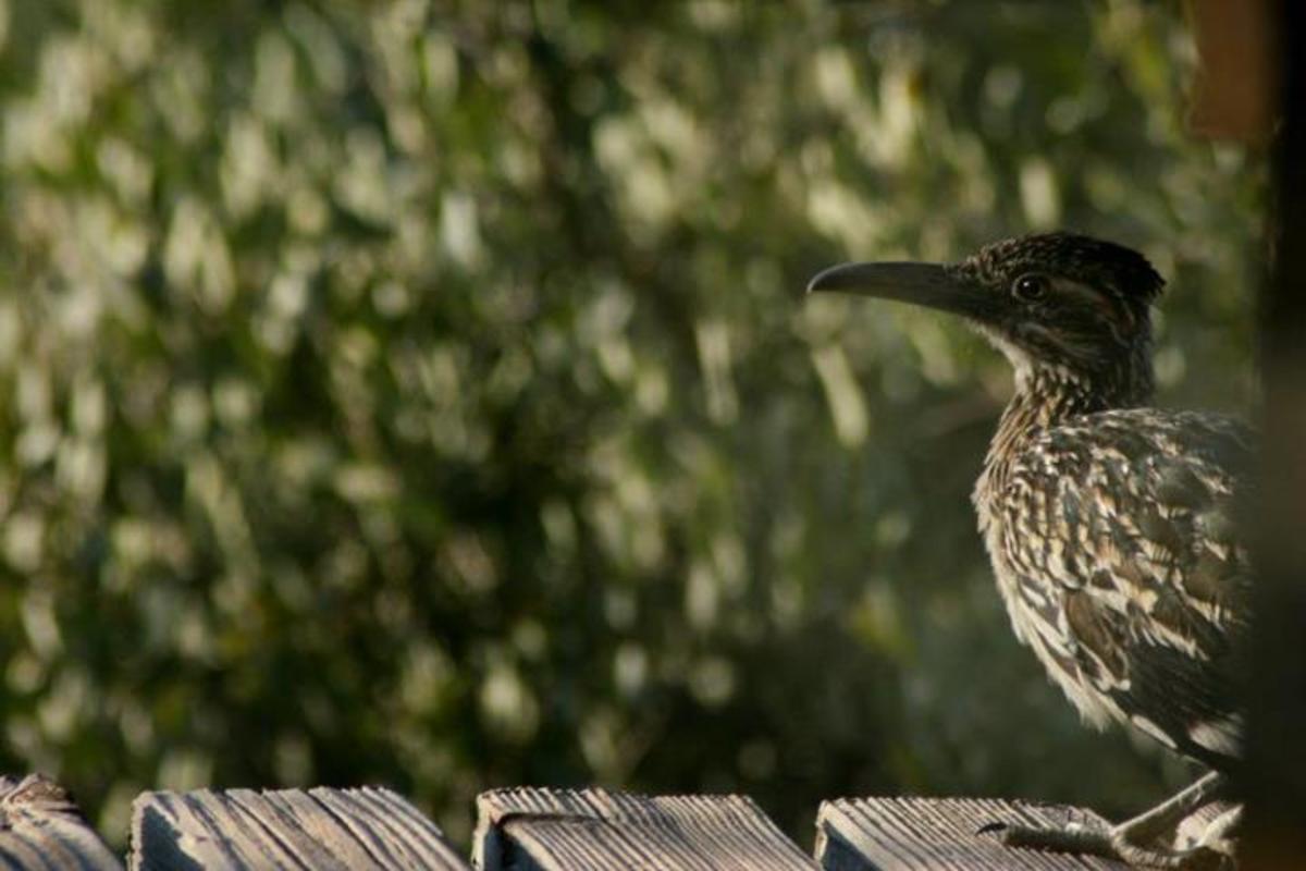 A mature roadrunner drops by.