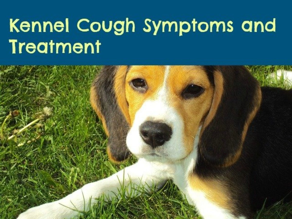 kennel cough lethargy