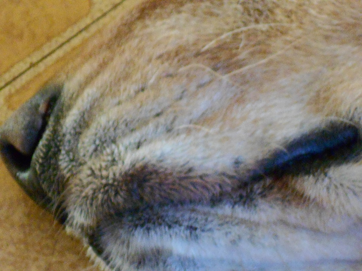 Lip fold dermatitis is most common in certain breeds.