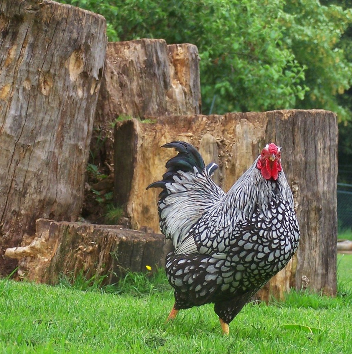 A Silver Laced Wyandotte rooster.