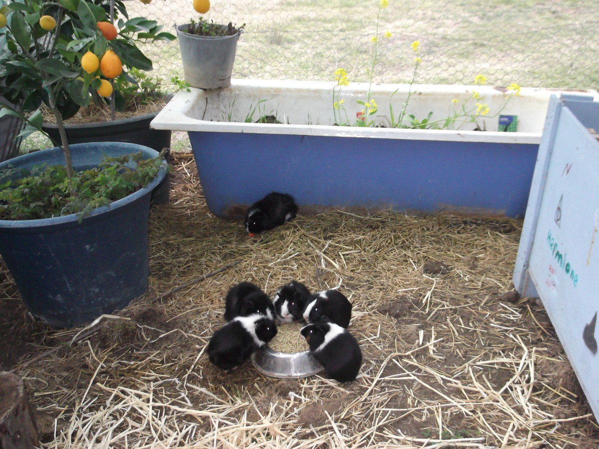 Within a structure covered with shade cloth to protect frost-sensitive plants, we created an ideal natural environment for a guinea pig community. They love running laps around the pots and bathtub. I love that they can't climb up to eat the herbs.