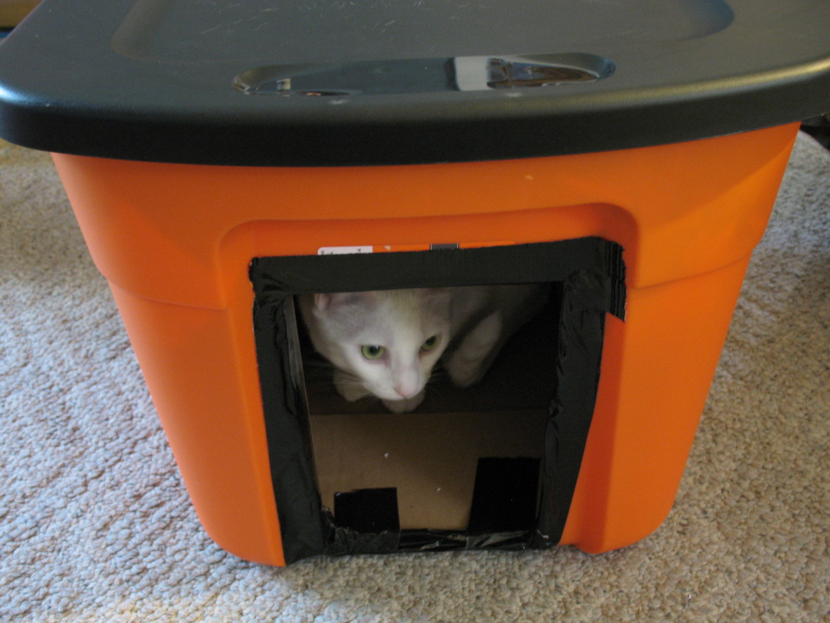 A frugal and warm solution for outdoor cats—our cats gave the house their own approval!