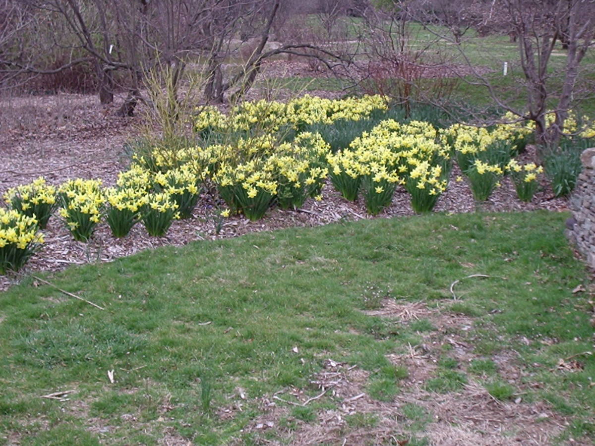 A drift of daffodils at Rutgers Gardens