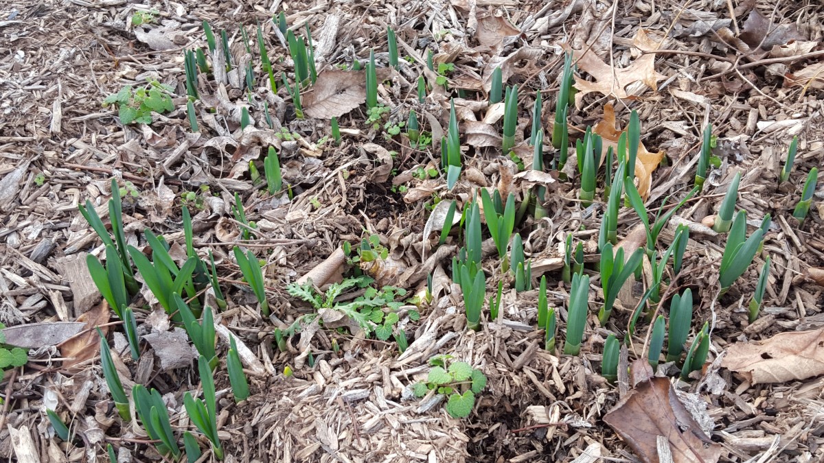 Daffodil bulbs sprouting