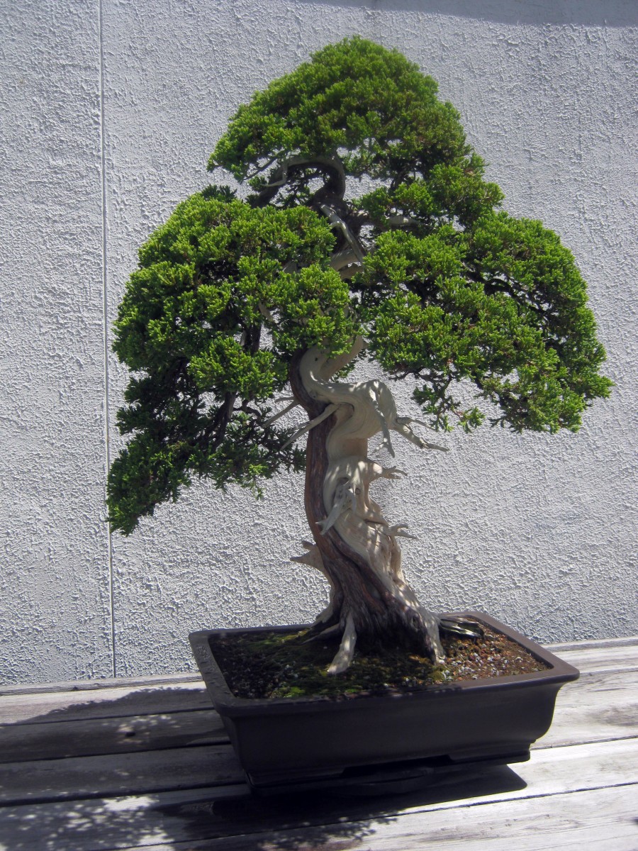 Bonsai Gallery at the U.S. National Arboretum - WanderWisdom