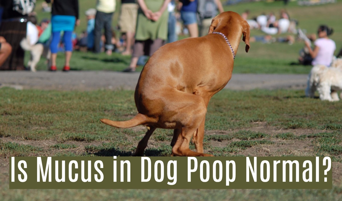 15 Causes Of Mucus In Dog s Stool PetHelpful By Fellow Animal 