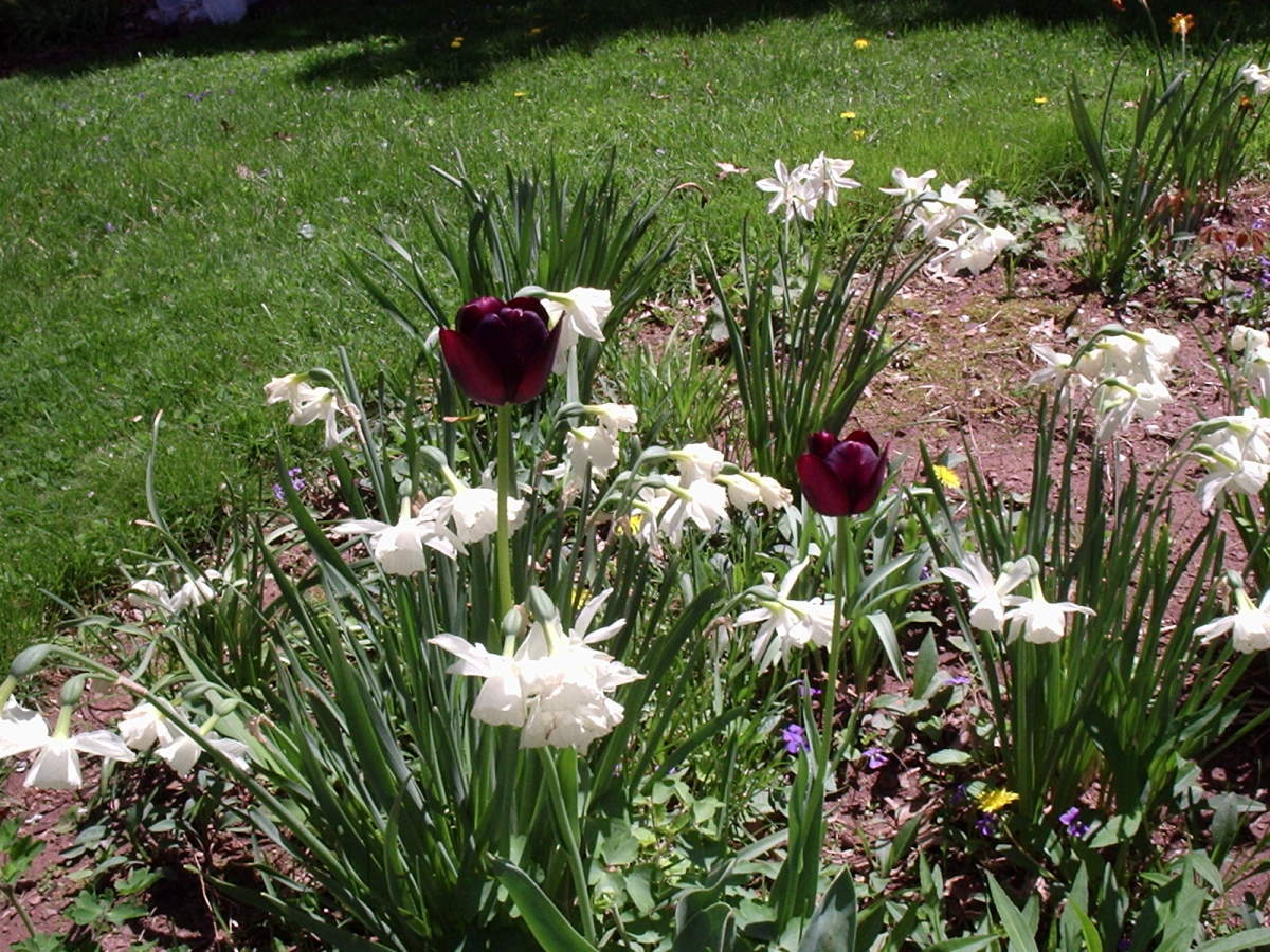 How to Care for Your Bulbs to Ensure Maximum Flowers & Long Life