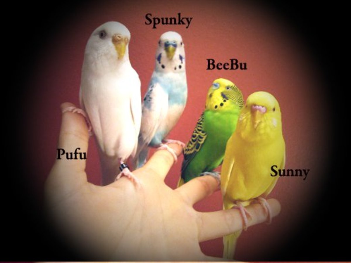 Finger training parakeets is relatively easy. If you have multiple birds, train one at a time, do not try to train all the birds at once. Take time each day, for each individual bird.