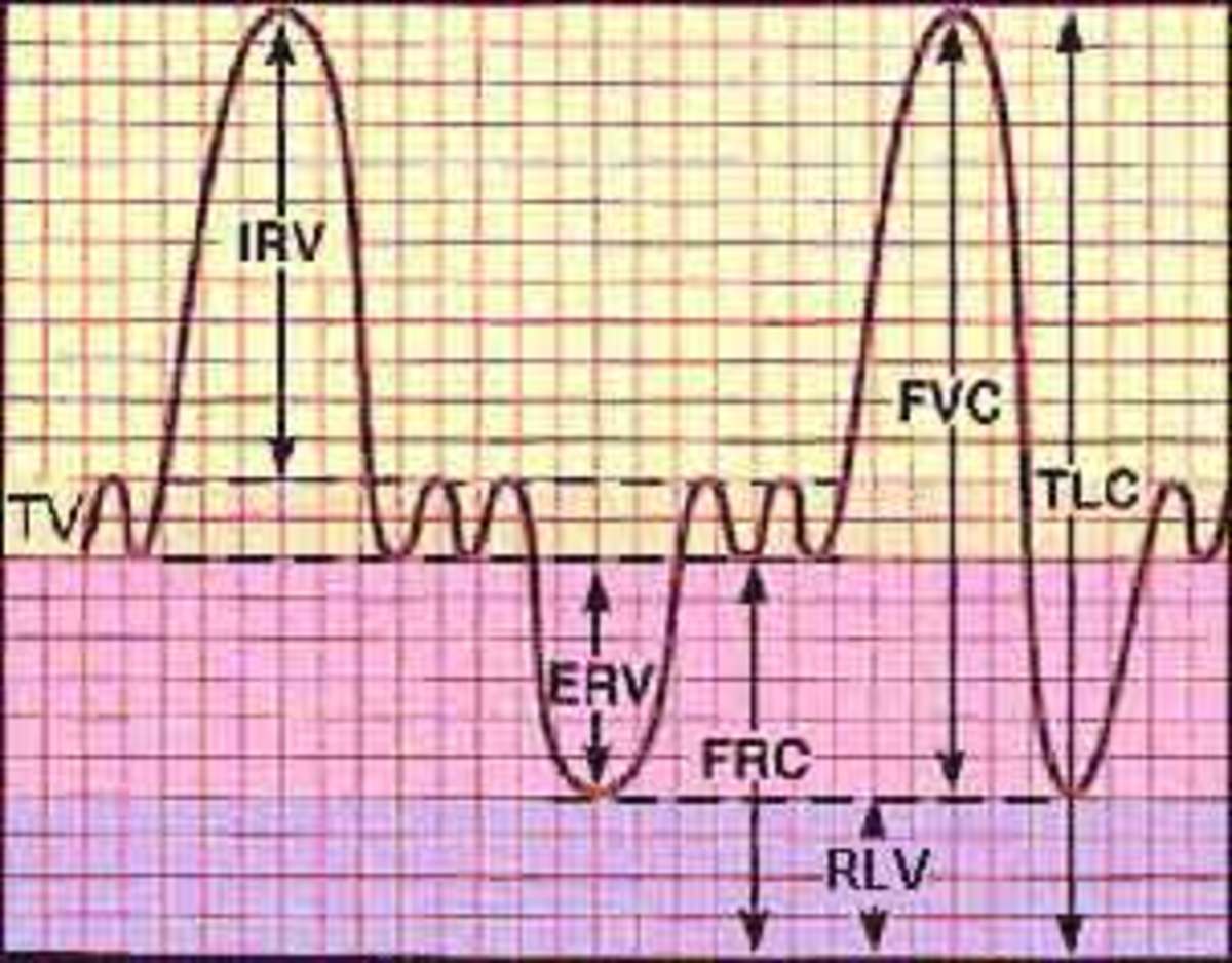 Lung Volumes and Lung Capacities in Health and Respiratory Diseases