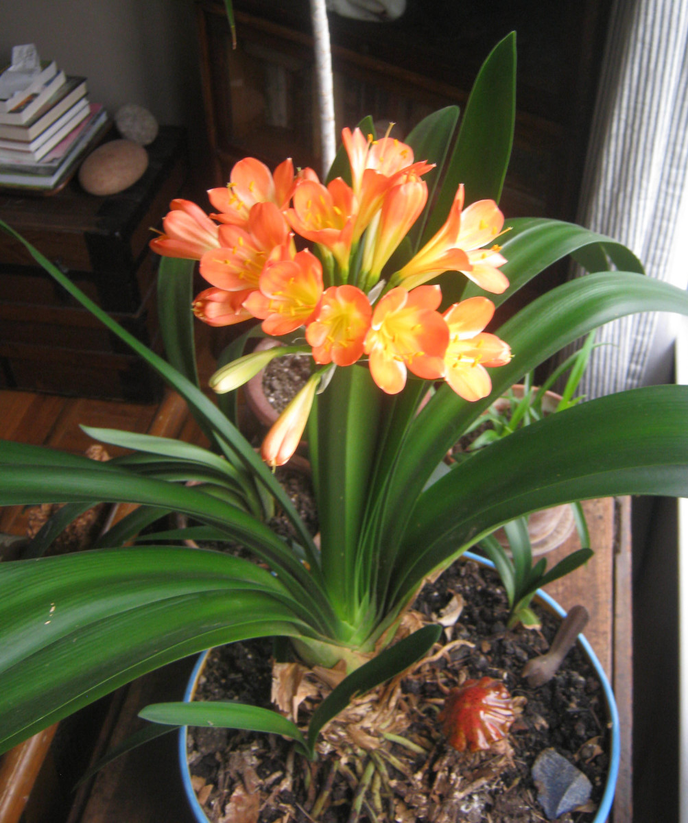 Clivea Miniata: An Easy-to-Care-for Flowering Houseplant