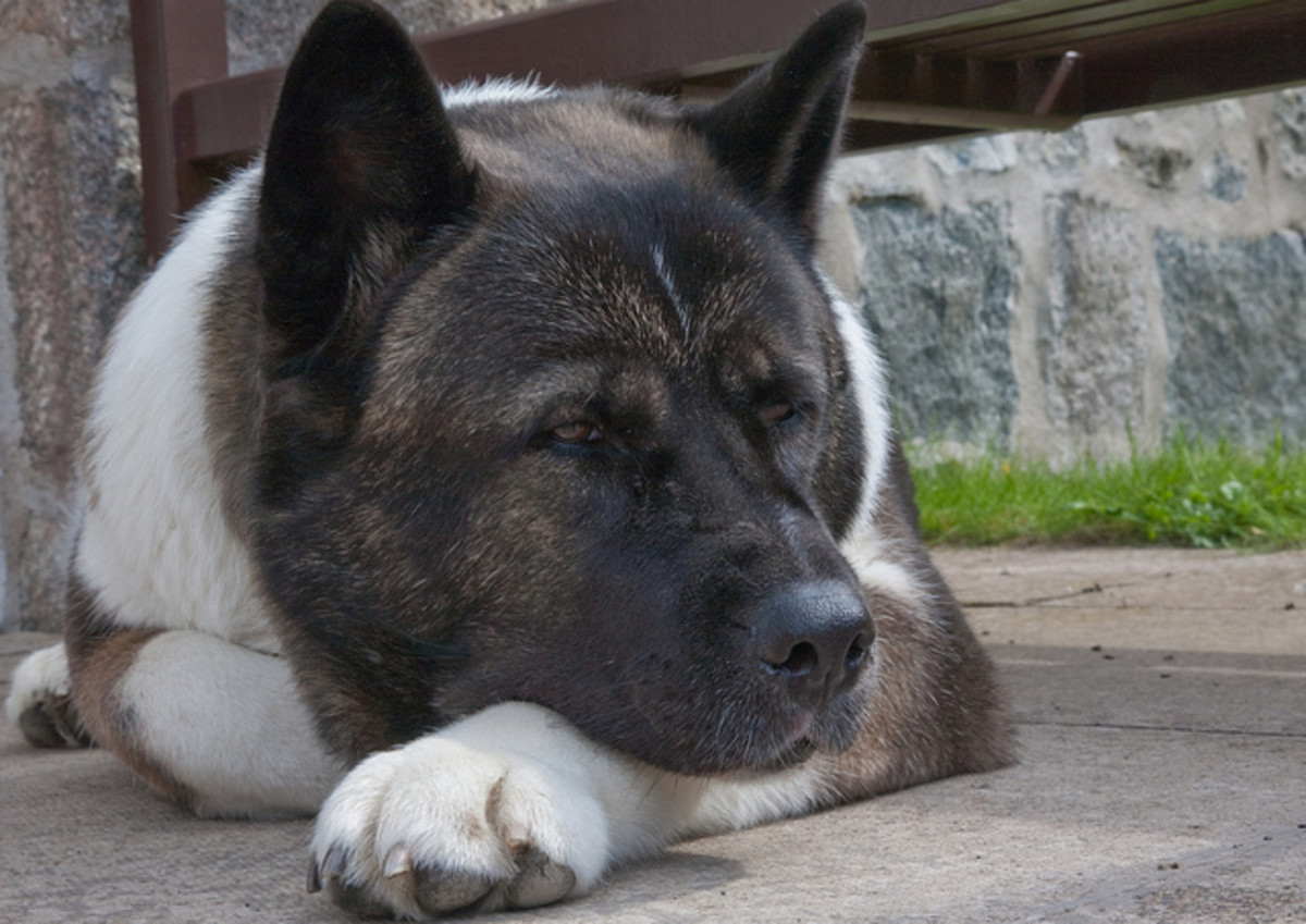 An Akita was one of the most faithful dogs ever known.