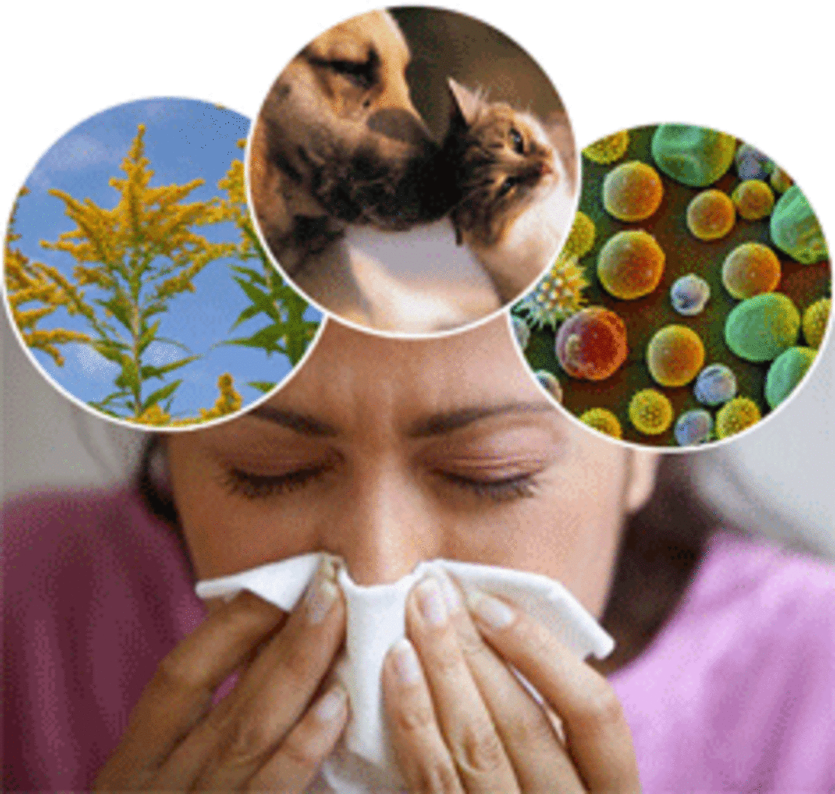 Allergy means unusual hypersensitivity reactions to certain daily substances.