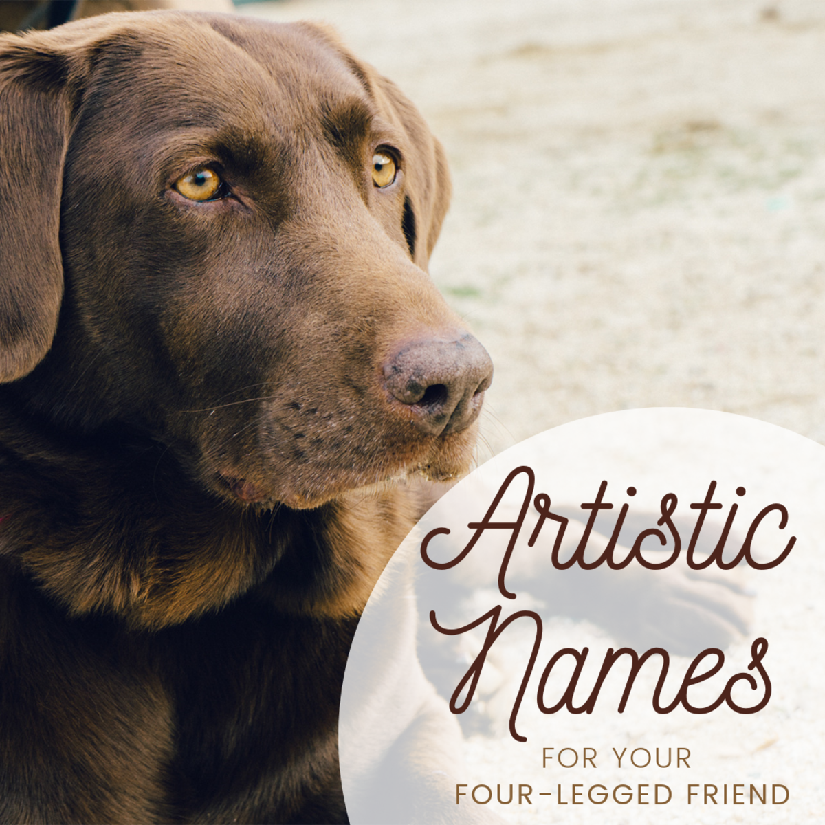 Great Artist Dog Names PetHelpful