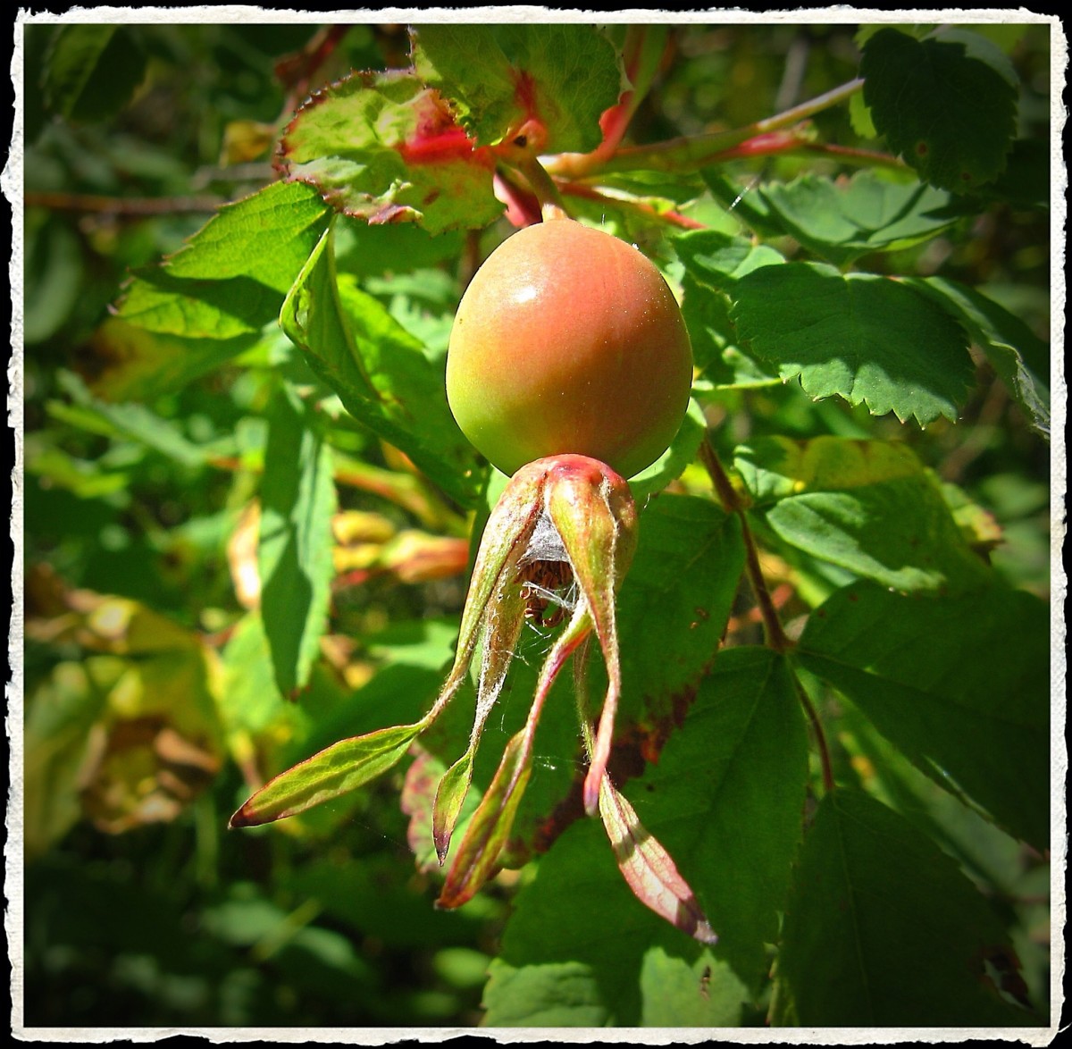 Rose Hips: Interesting Plant Facts, Nutrients, and Uses