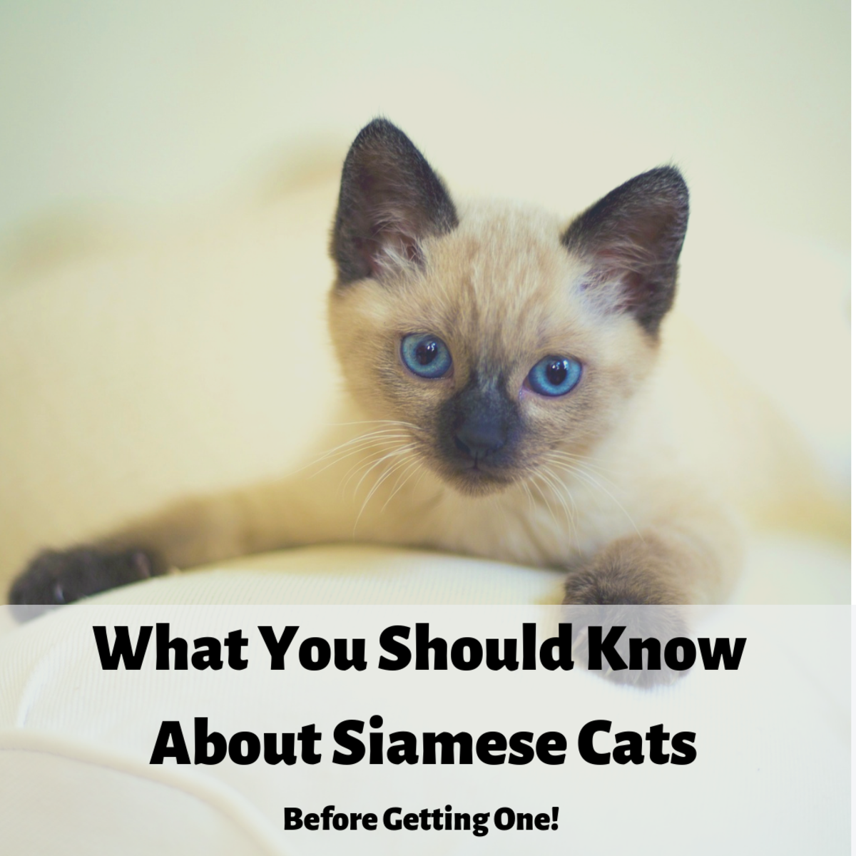 black siamese cat traits