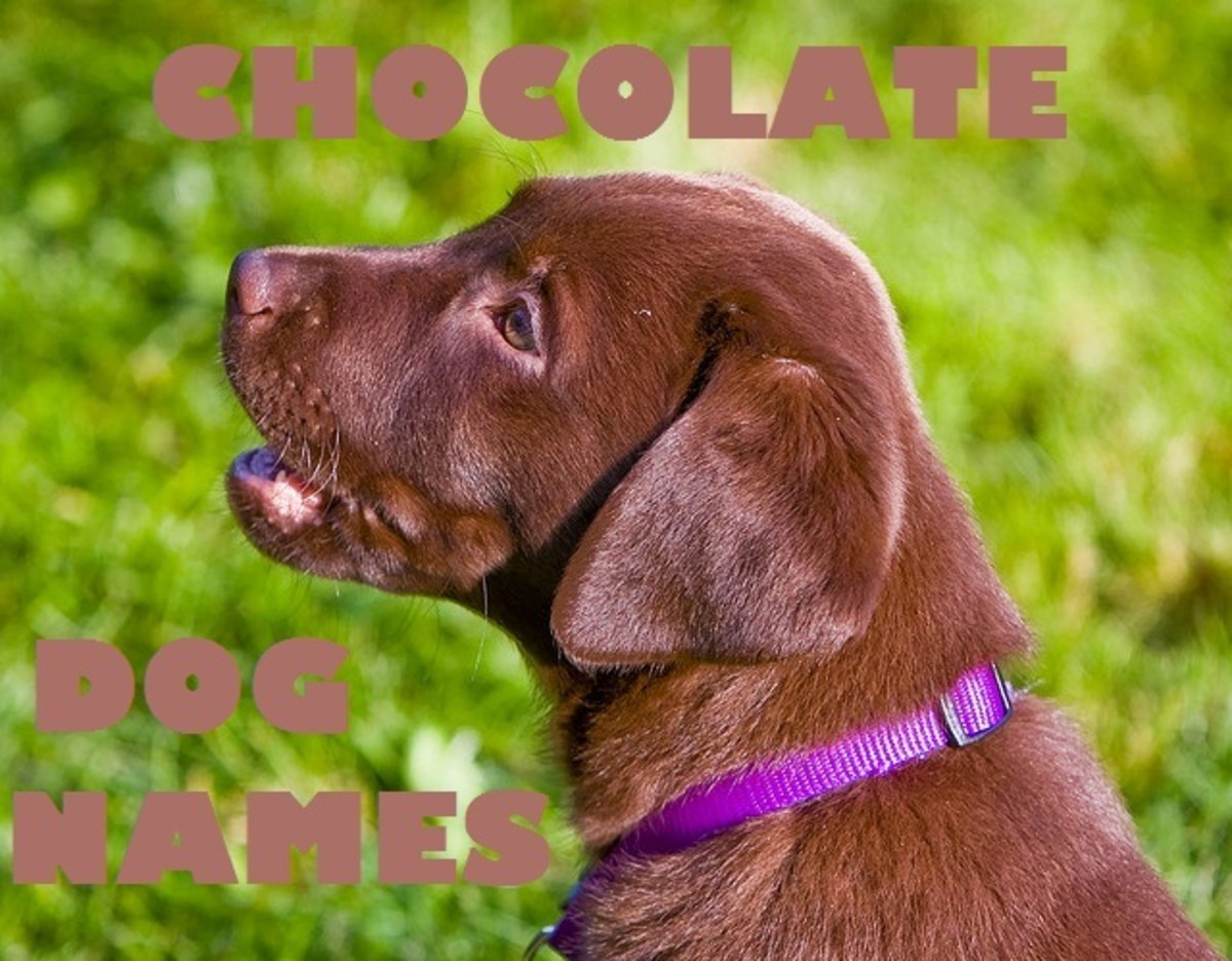 Chocolate names for a Labrador Retriever!