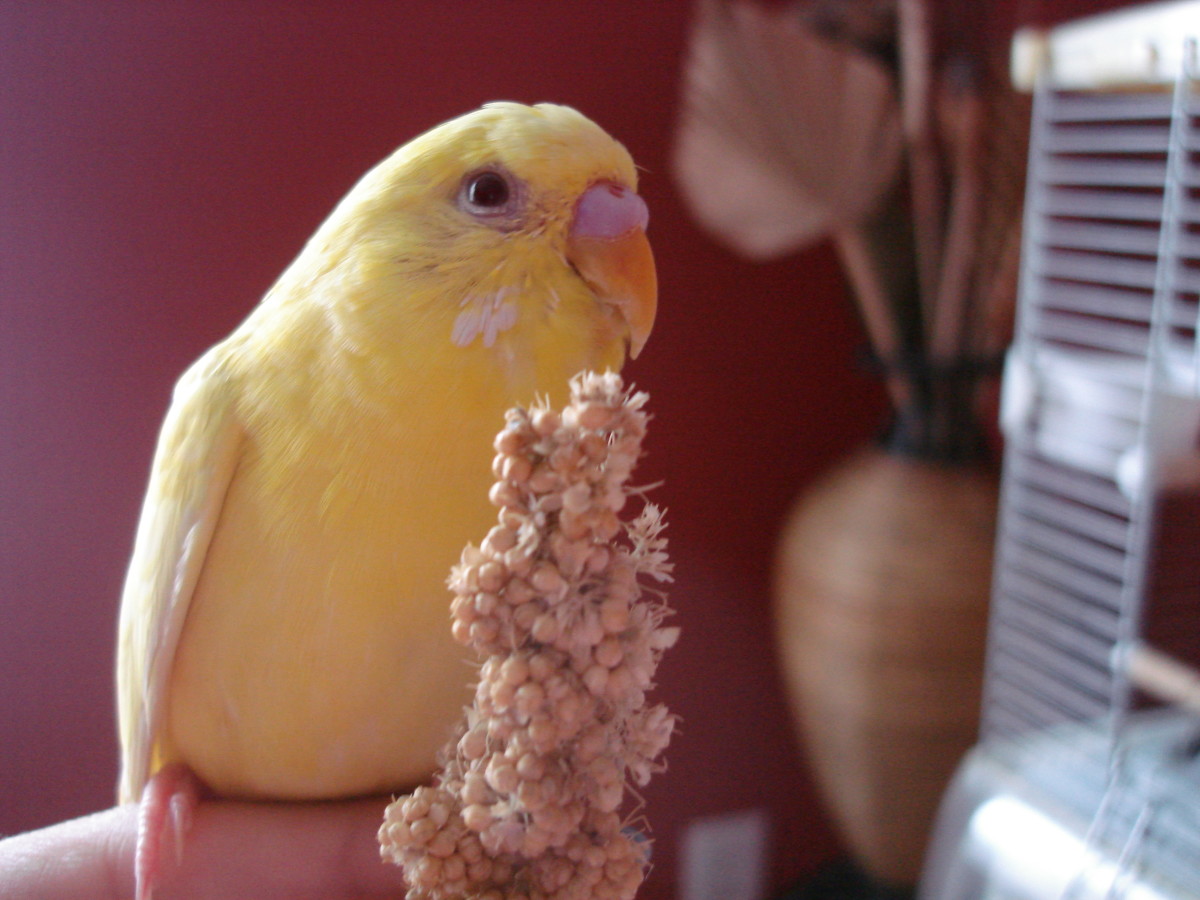 The Best Diet and Food for Parakeets: What to Feed a Budgie