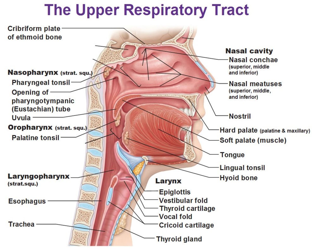 Non Respiratory Functions Of The Respiratory System Owlcation