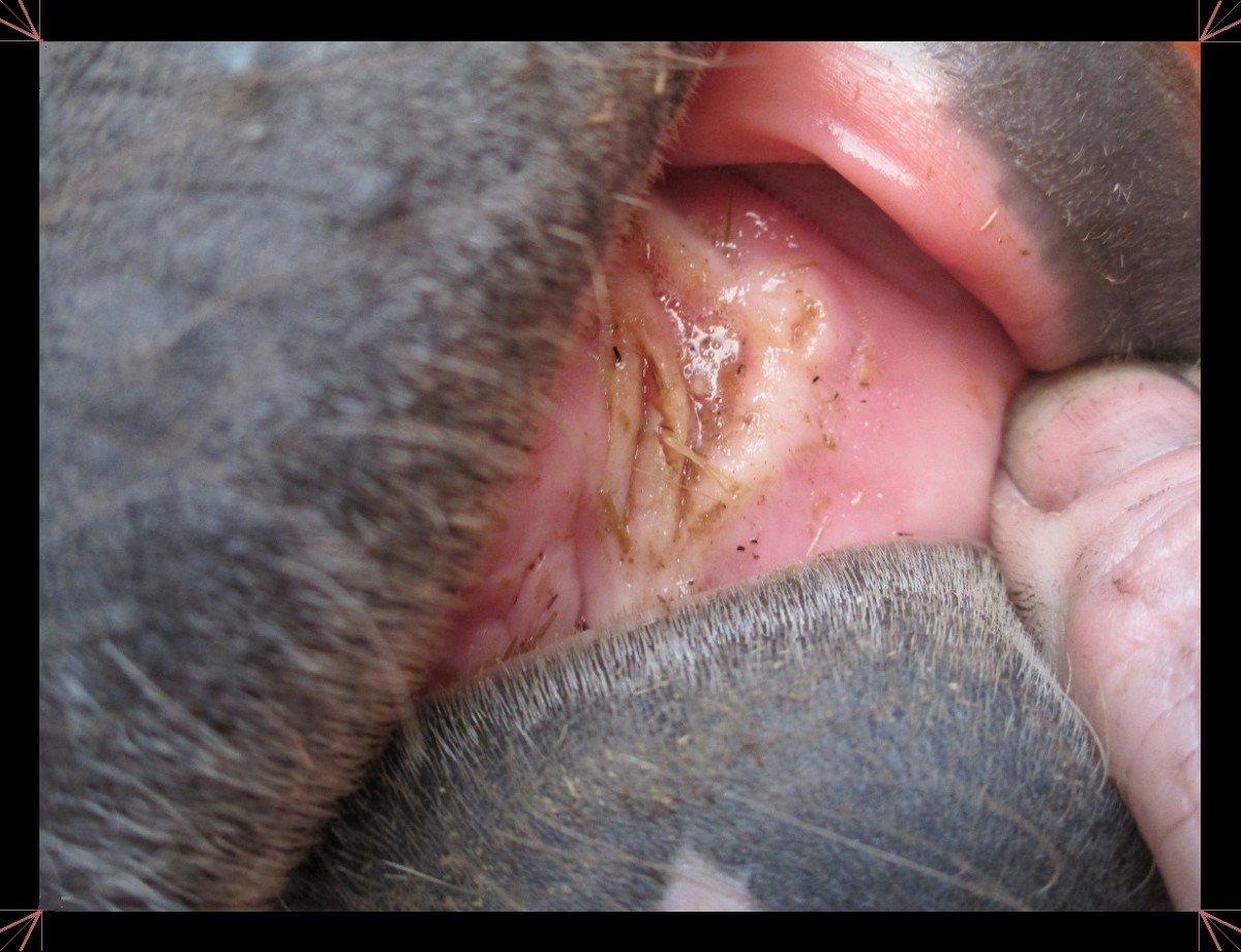 Here's a good example of a horse's oral ulcer. If you look closely, you can still see some of the foxtails are still sticking out.