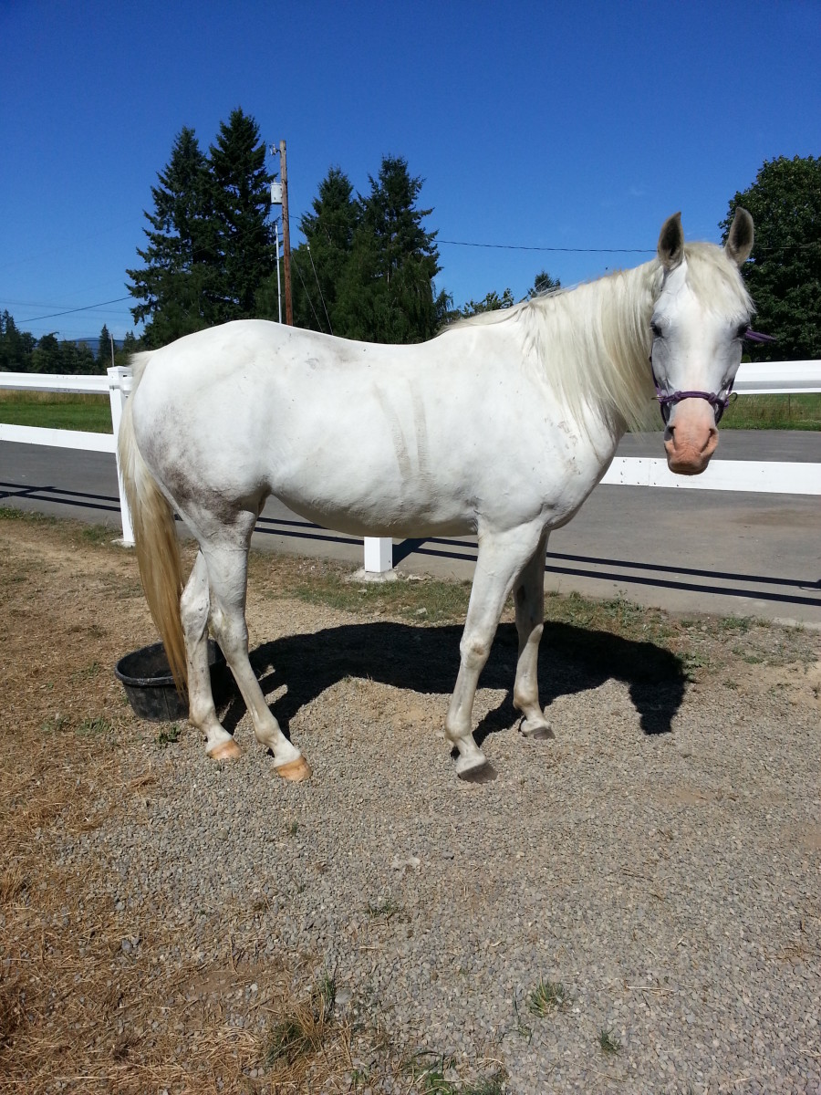Hermionie, a white mare, looks like a typical female Arabian.